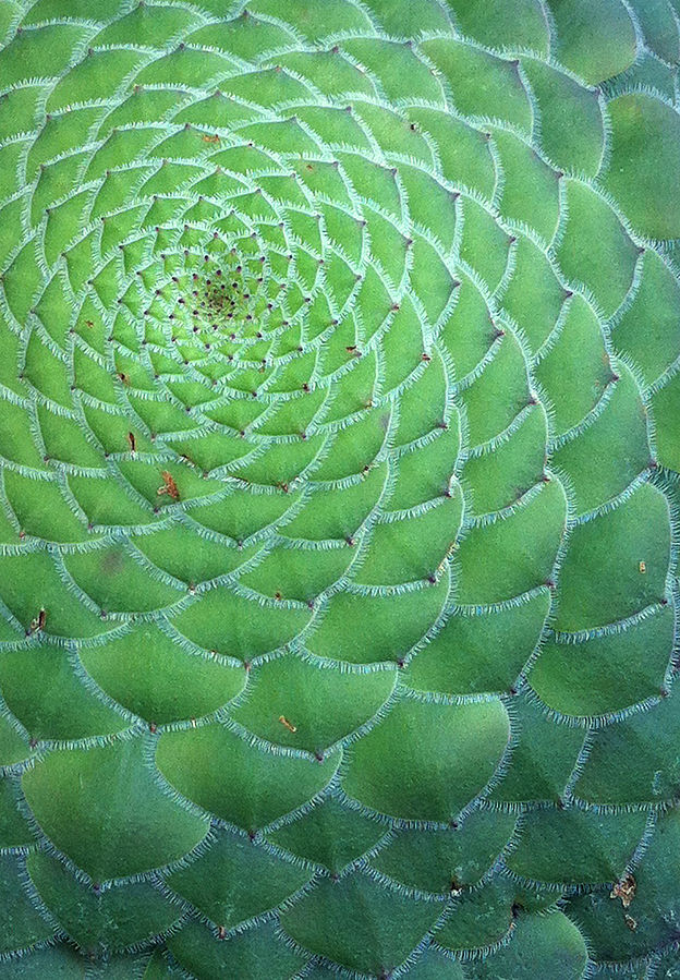 Picture of the Fibonacci sequence as seen in plants.