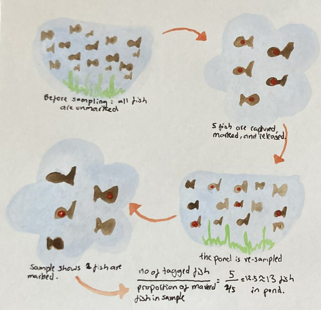 A diagram of the marking process. The first part is a school of fish all brown label before sampling all fish are unmarked. The second part are 5 fish marked with a red dot label 5 fish are captured marked and released. The third part are the school of fish again with 5 fish with red dots label the pin is resampled. The fourth part is five fish with two fish marked with a red circle label sample shows a 2 fish marked. Then the text of the fraction of number of tagged fish over proportion of marked fish in sample = 5 over 2 fifths = 12.5 about 13 fish in pond